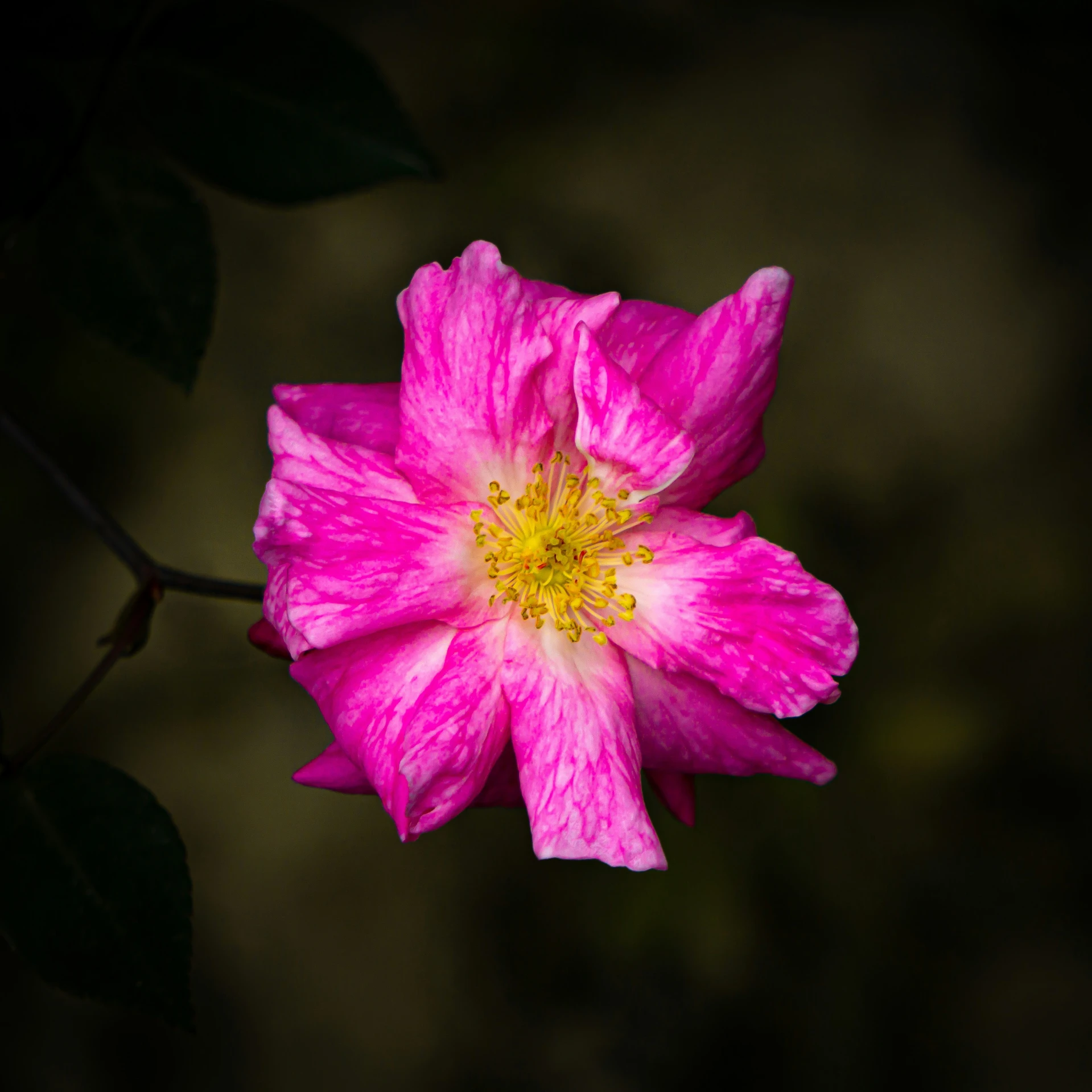 pink flower with bright yellow center blooming outside