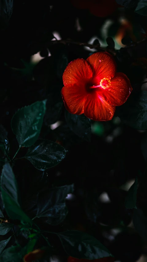 a large orange flower surrounded by greenery