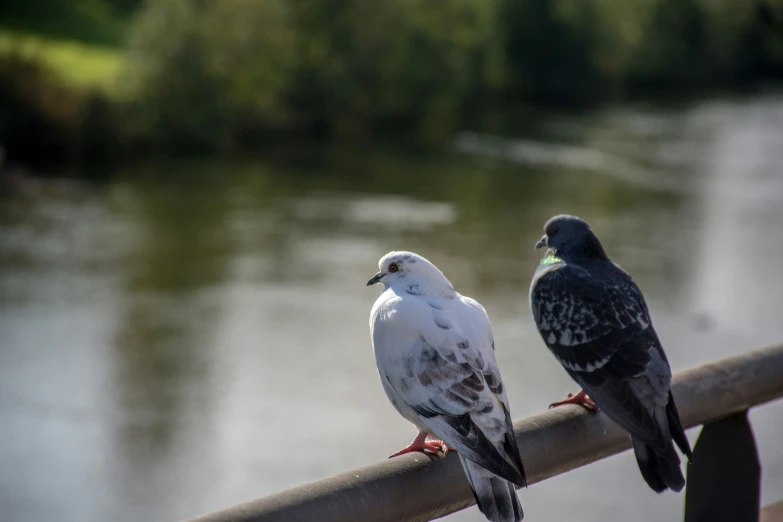 two pigeons sit on a rail next to the water