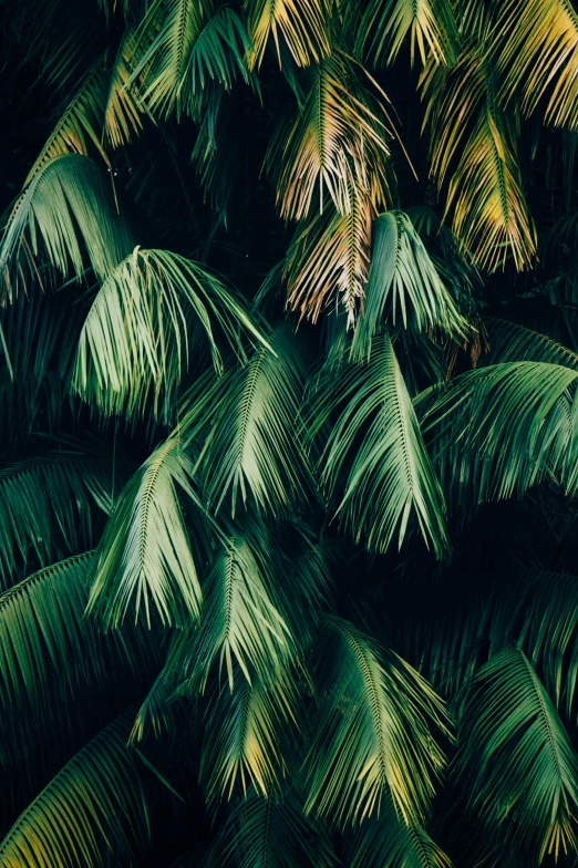 the top of a group of palm trees