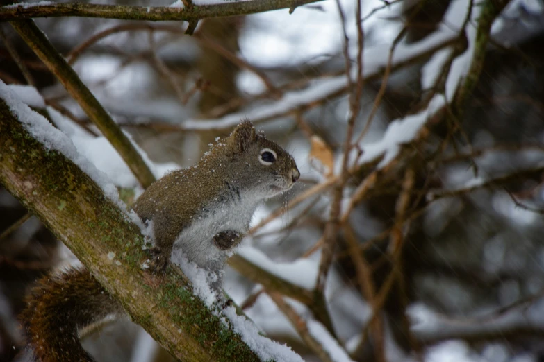 squirrel on tree nch in snow storm looking at camera