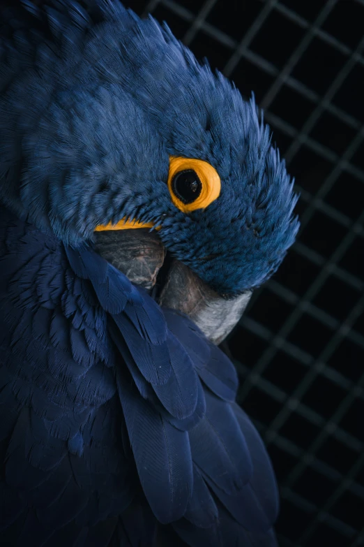 a close up picture of a parrot's face