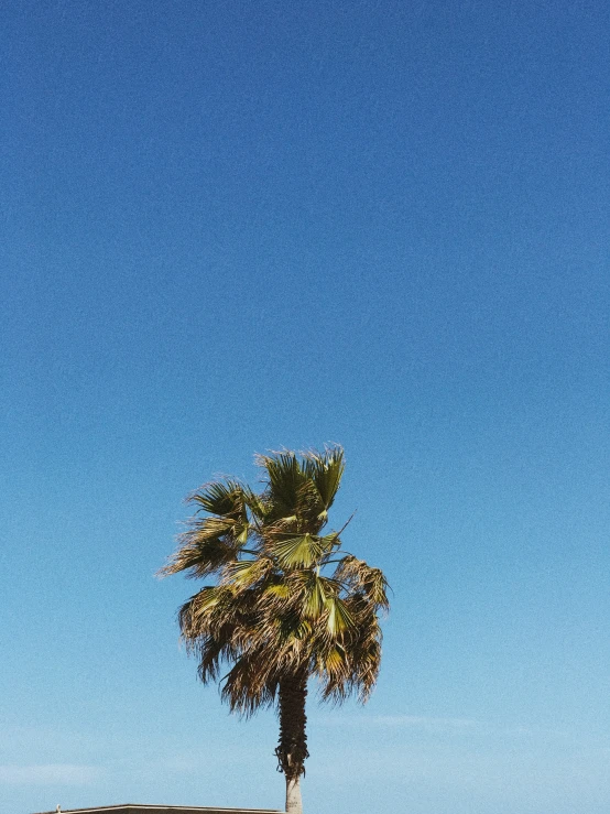 palm tree and beach at the end of a pier