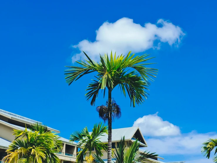 a palm tree against a blue sky with clouds