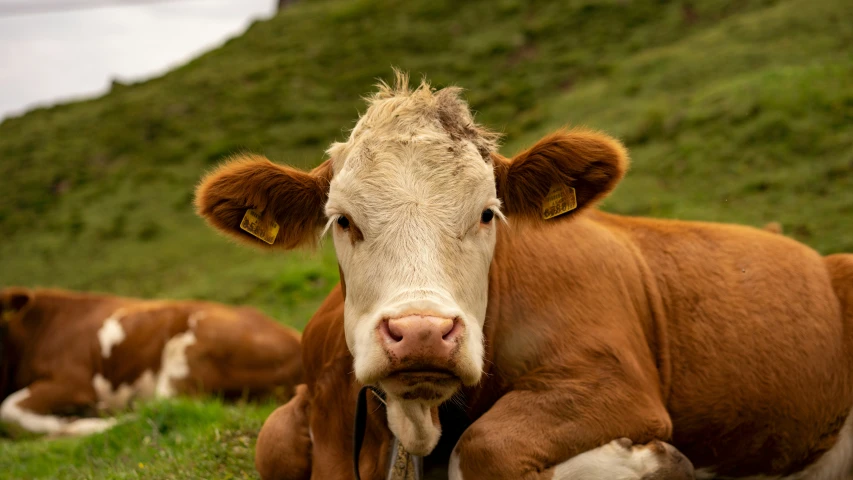 three cows sitting on grass in a grassy field