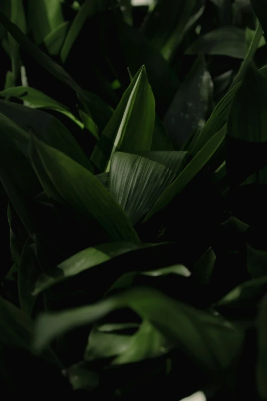 several green plants with dark background