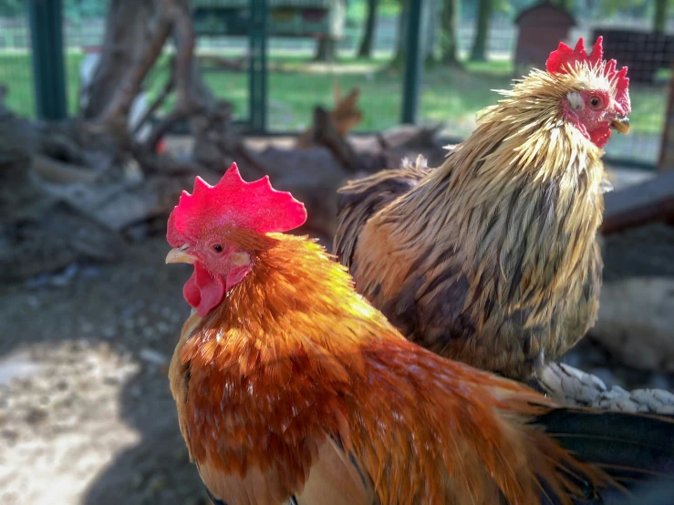 there are roosters standing near each other on the ground