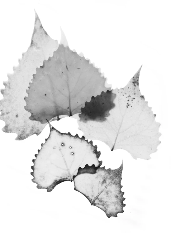 three leaves in black and white pograph with white background