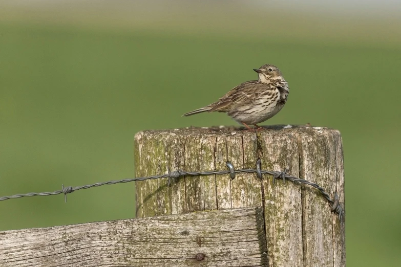 a bird sitting on top of a fence post