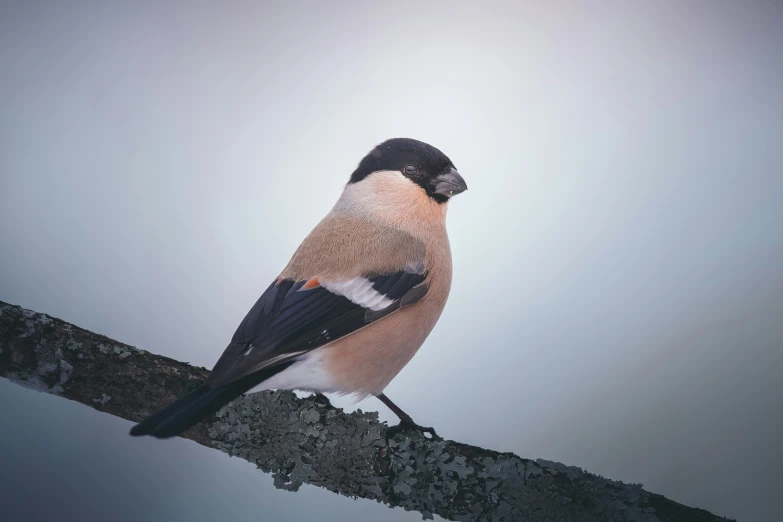 there is a bird that is standing on the nch