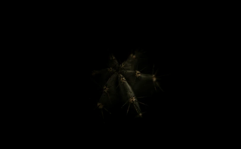 a very dark background with some little bugs