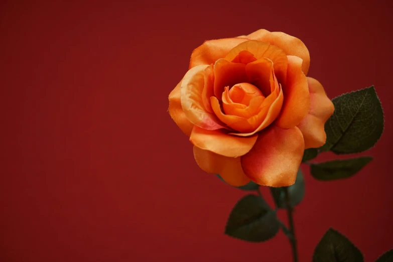 a rose with green leaves against a red wall