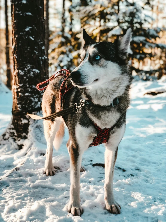 a husky stands in the snow with trees in the background