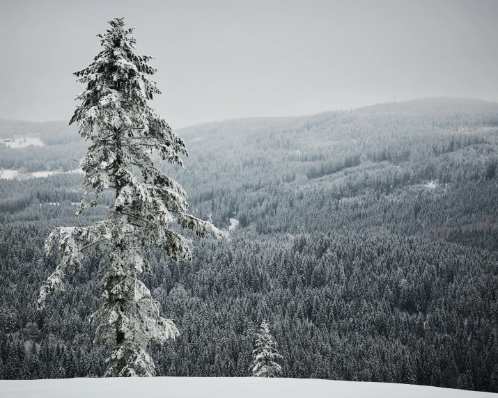 a mountain with trees in the foreground is covered by snow