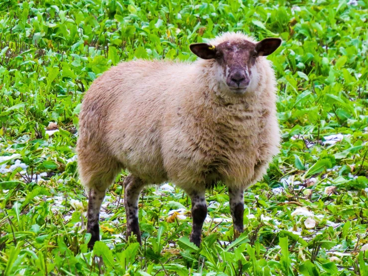 an image of a wooly sheep standing in a grass field