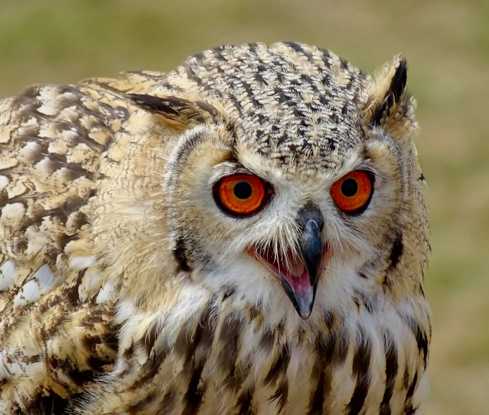an owl has red eyes and sharp teeth