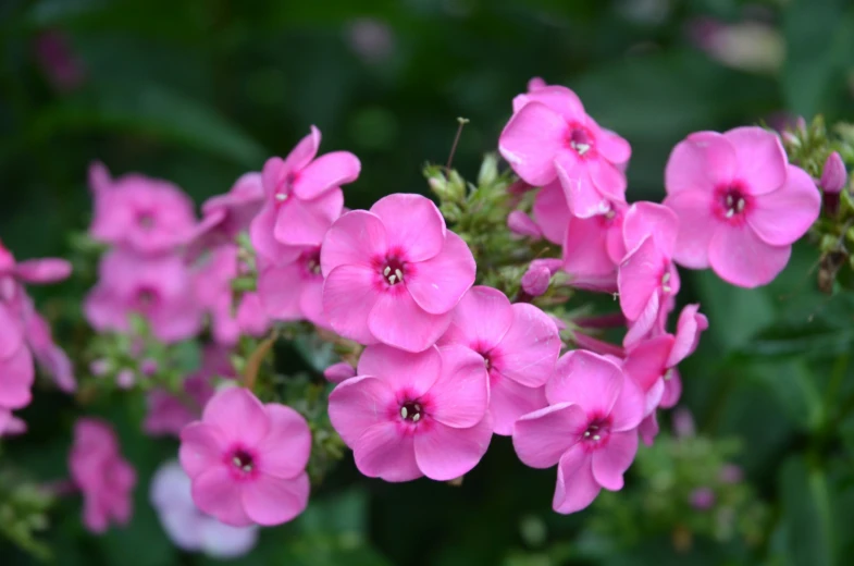 flowers are bright pink in some green leaves