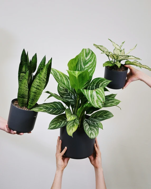 three hands holding up four potted plants