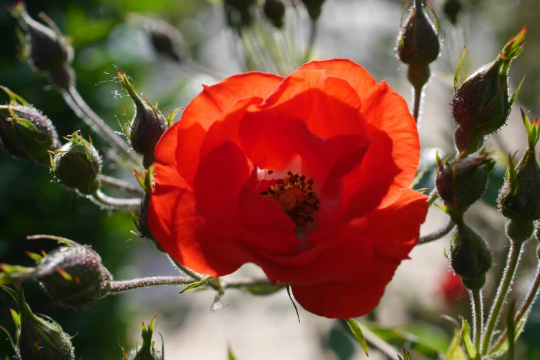 bright red flowers with large, open buds growing in a field