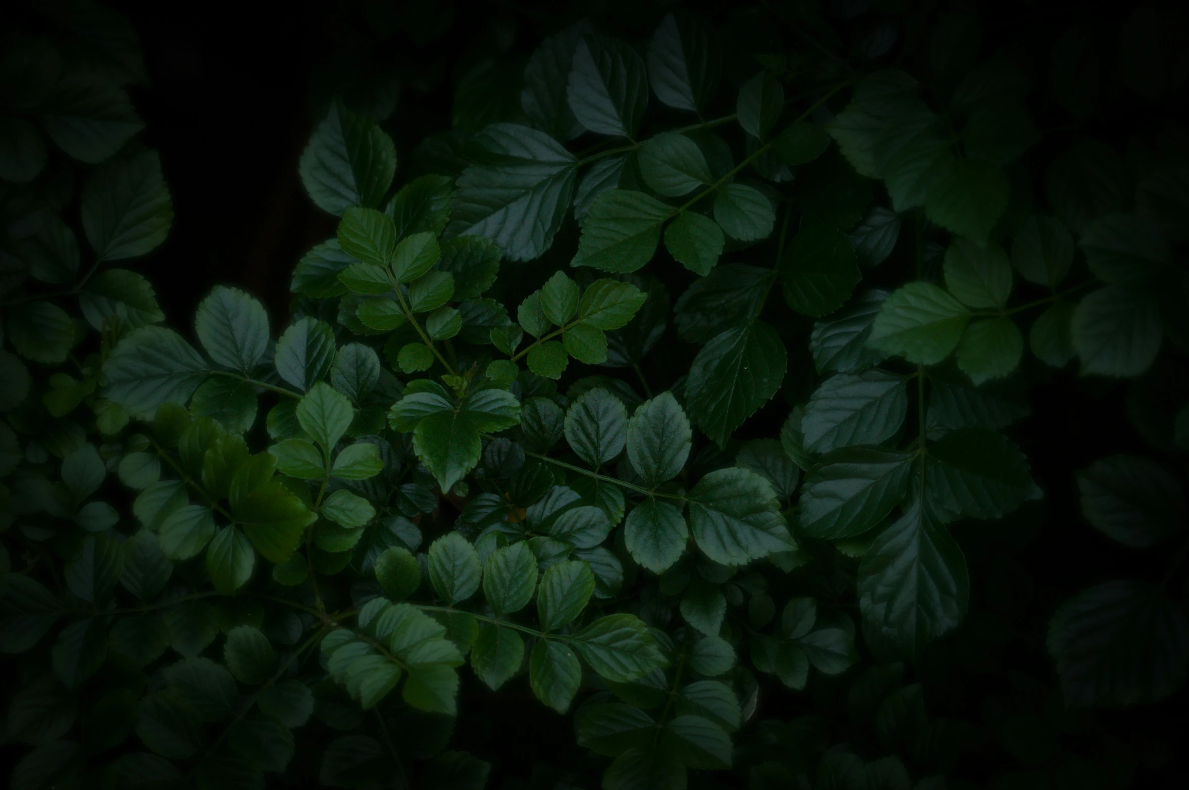 a bunch of leaves hanging from a tree