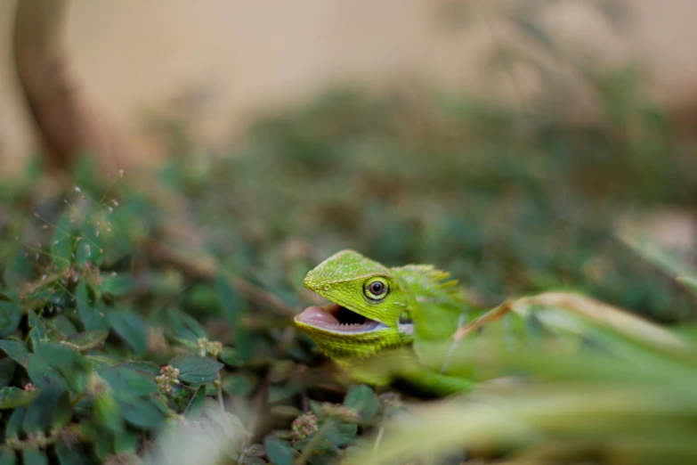 a green lizard is peeking out from a bed of grass