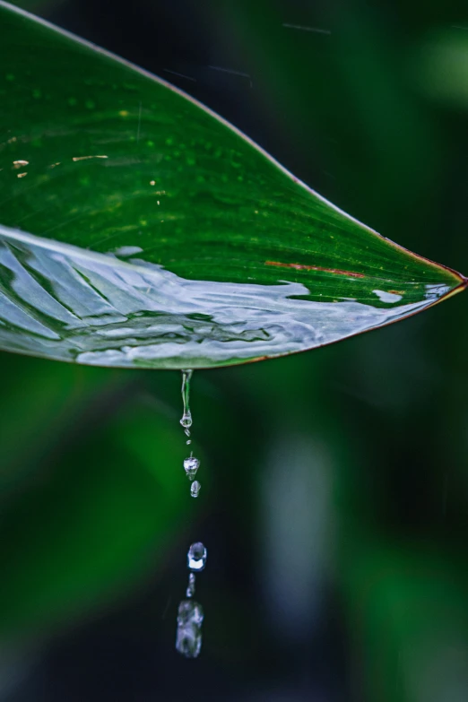 a green leaf with drops of water on it