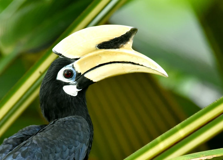 a bird with a very colorful, black beak