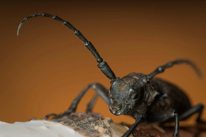 a large black beetle is standing on a surface