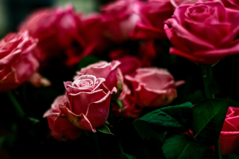 close up view of a bouquet of pink roses