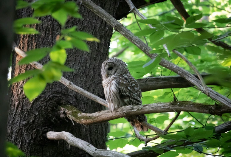 an owl is perched on a tree nch in the woods