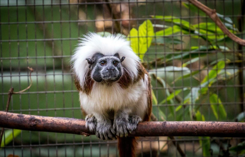 a monkey standing on top of a tree nch