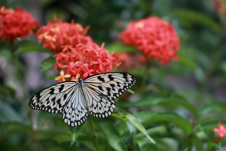 a white and black erfly in some red flowers