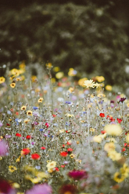 colorful wild flowers are shown in a field