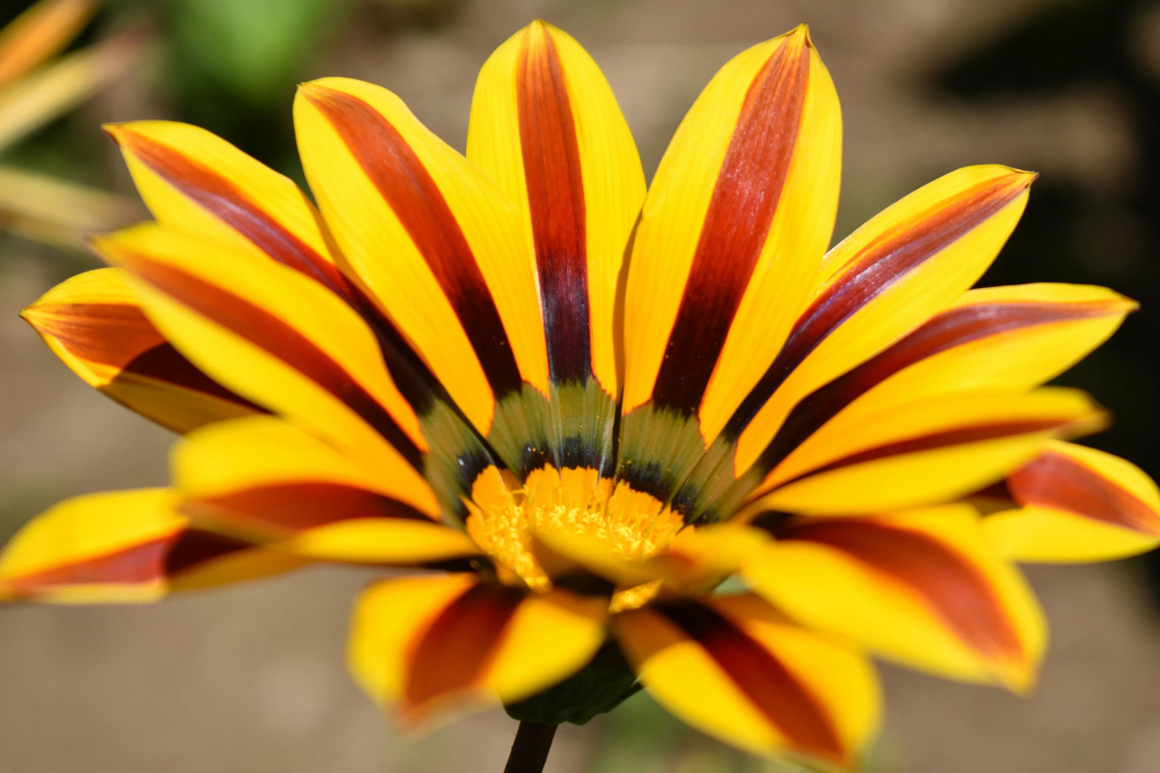 a large yellow flower with red and white stripes