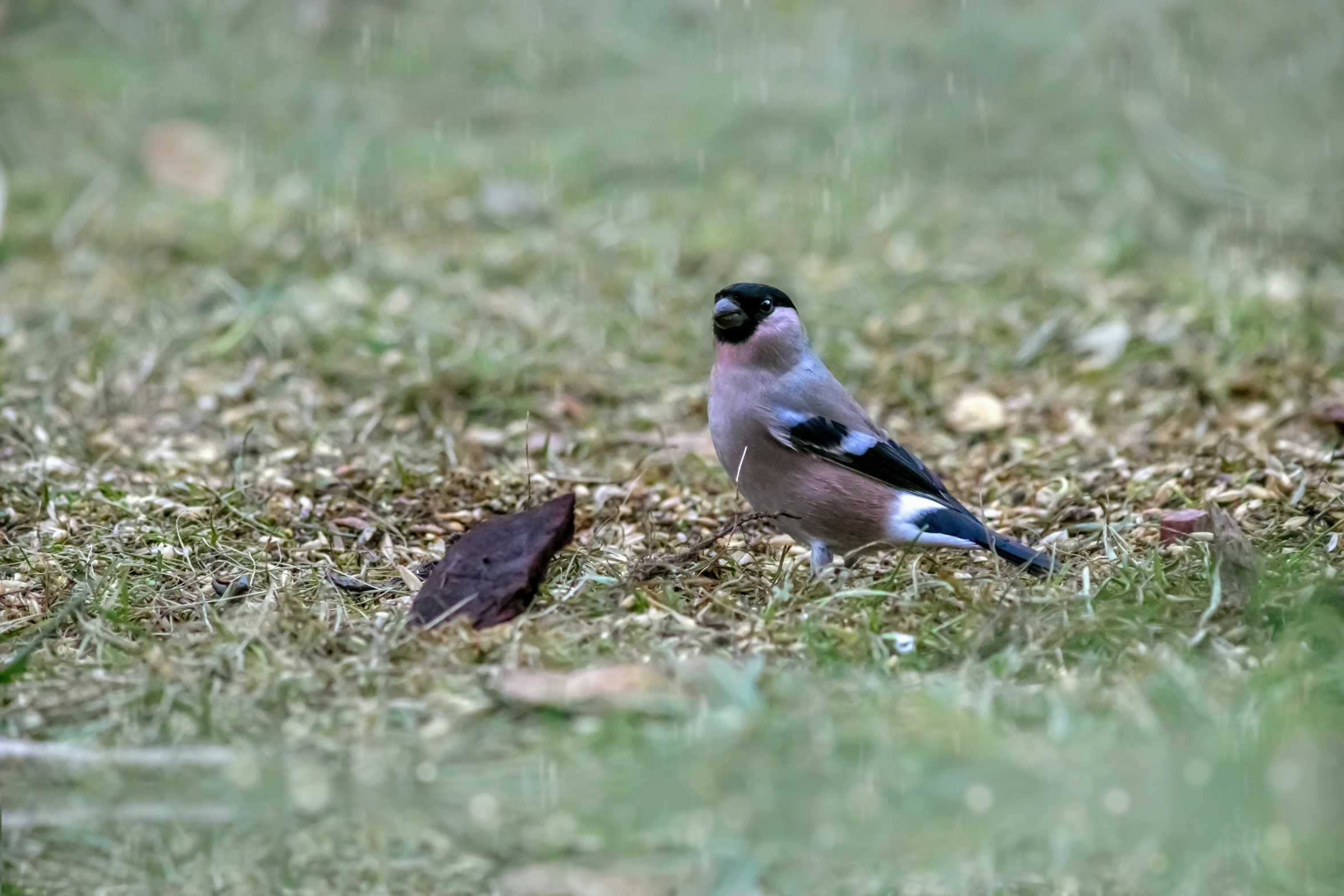 two birds stand in a field together