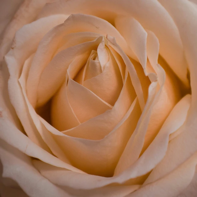 a close up view of a rose, showing the petals