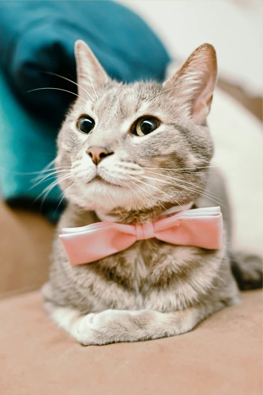 a cat wearing a pink bow tie with large eyes