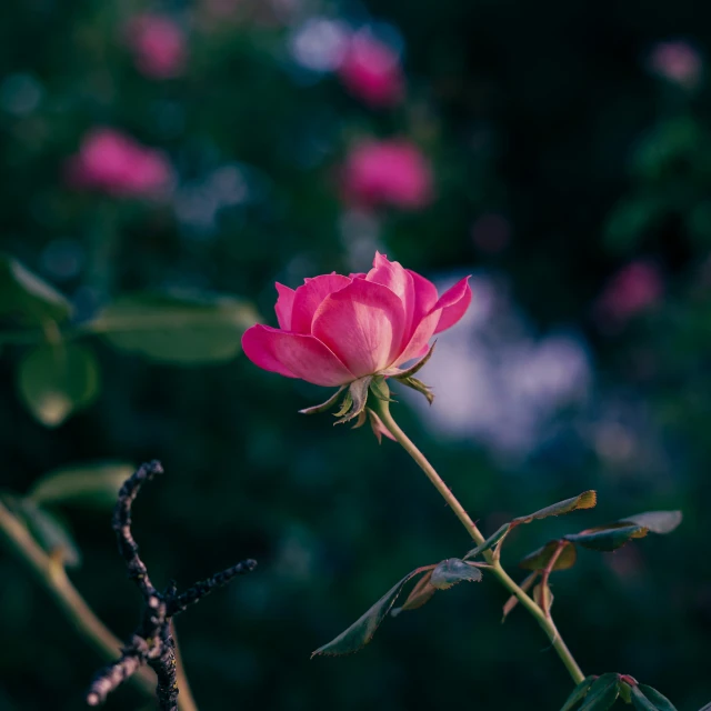 a pink flower in a field next to green trees