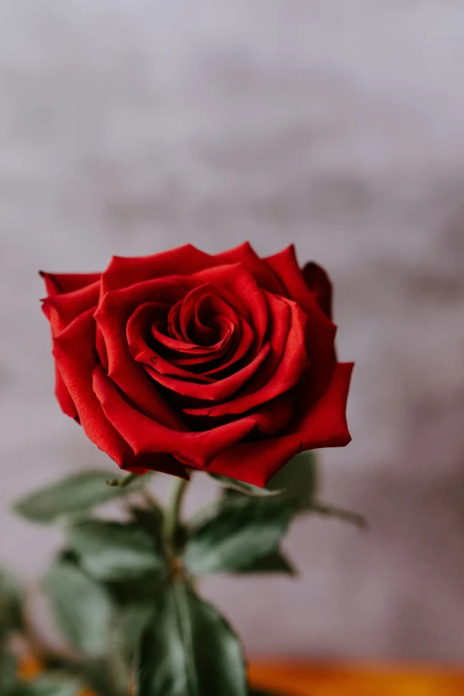 closeup of a single red rose in a pot