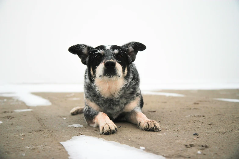 an angry looking dog on the ground with soing white