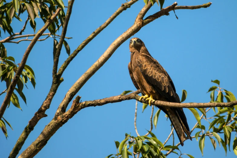 a close up of a bird on a nch with leaves