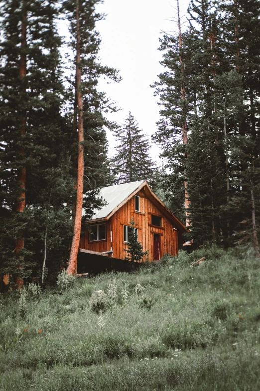 the exterior of a log cabin nestled among tall pine trees