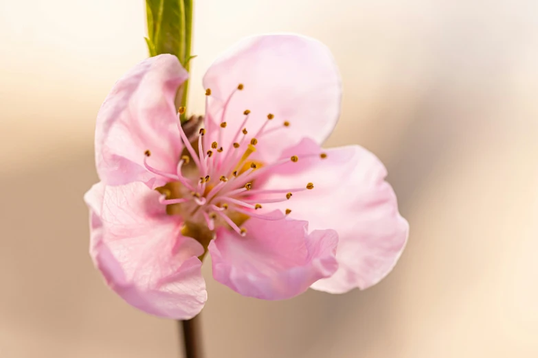 a close up of a pink flower with a green stem