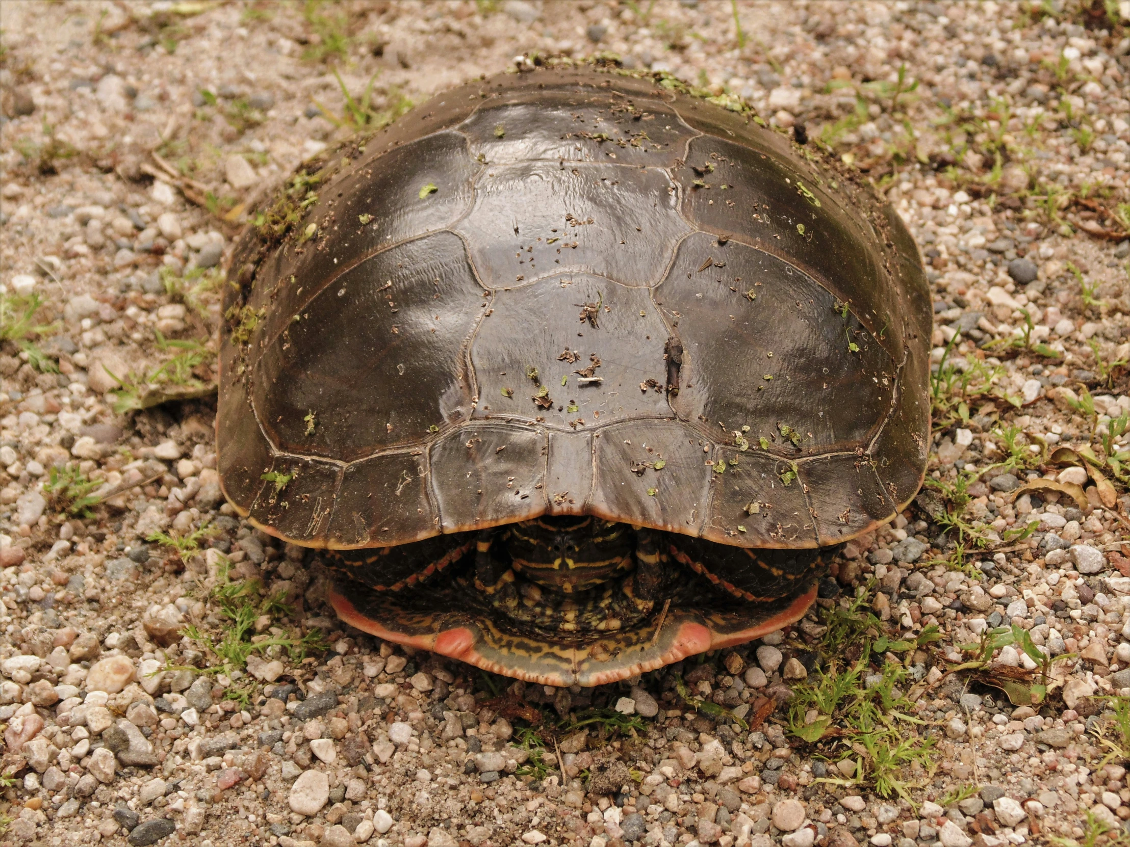 there is a tortoise shell that has been hatched to the ground