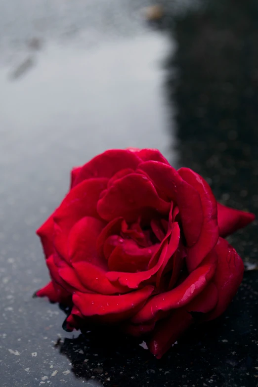 a rose is lying on the wet surface