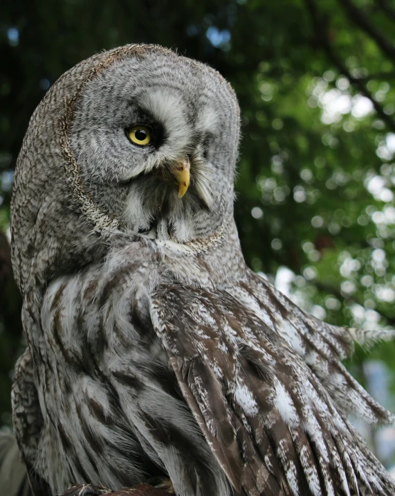 an owl with yellow eyes stares off into the distance