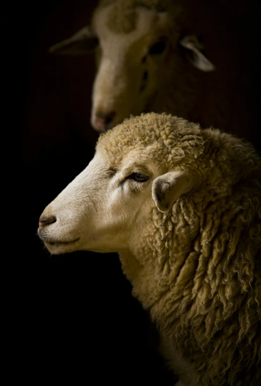 two sheep stand next to each other in a dark room