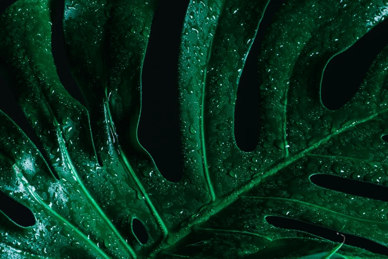 a green leaf with water drops on it