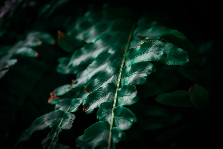 a green fern sitting on top of a lush green leaf filled forest