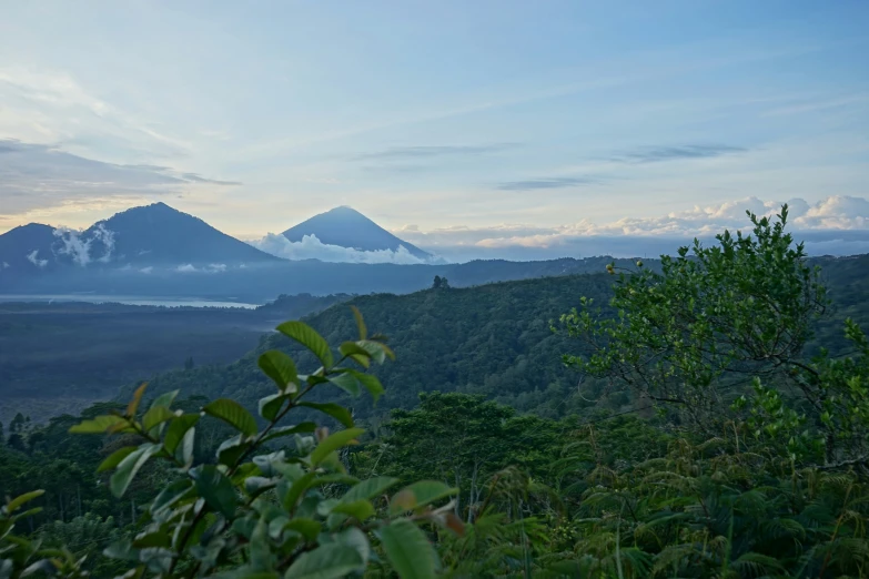 a lush green forest filled with trees and mist covered mountains